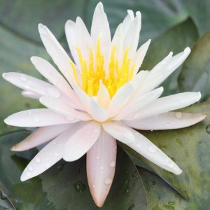 white-lotus